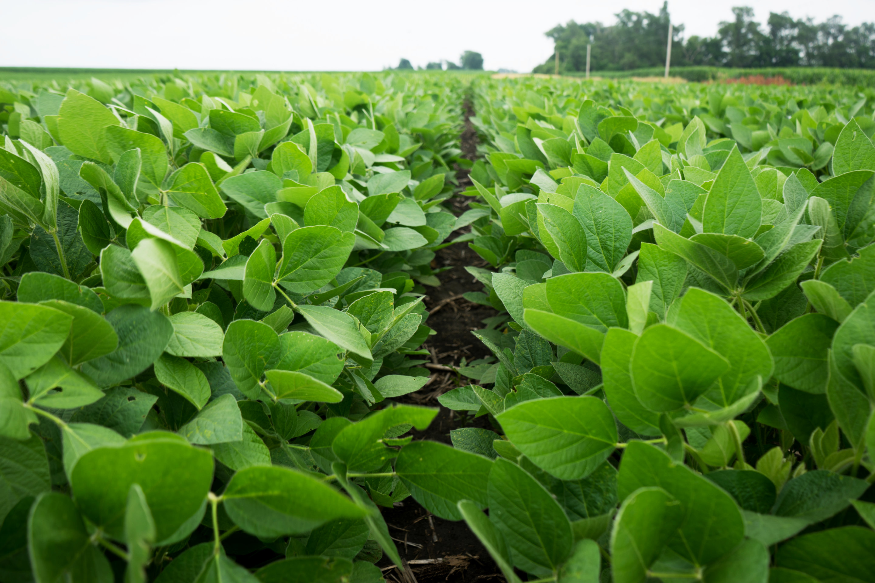 Series of Research Focused Iowa Soybean inars